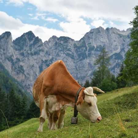 Tourist farm Gradišnik Lägenhet Solčava Exteriör bild