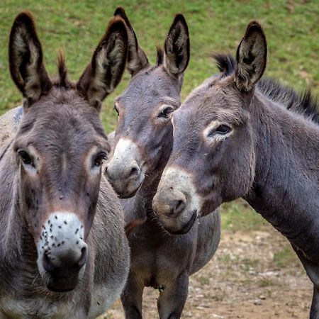 Tourist farm Gradišnik Lägenhet Solčava Exteriör bild