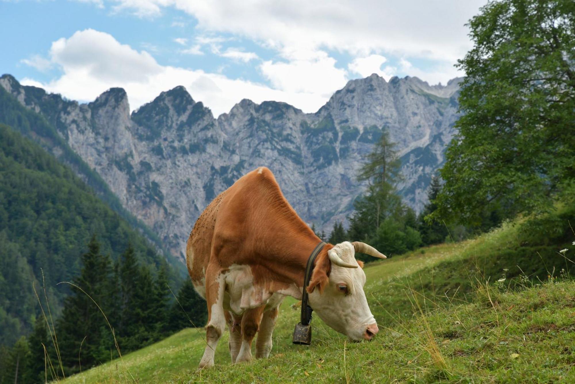 Tourist farm Gradišnik Lägenhet Solčava Exteriör bild