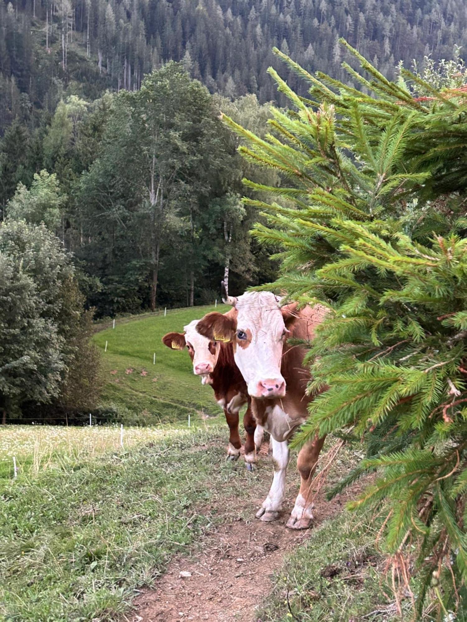 Tourist farm Gradišnik Lägenhet Solčava Exteriör bild