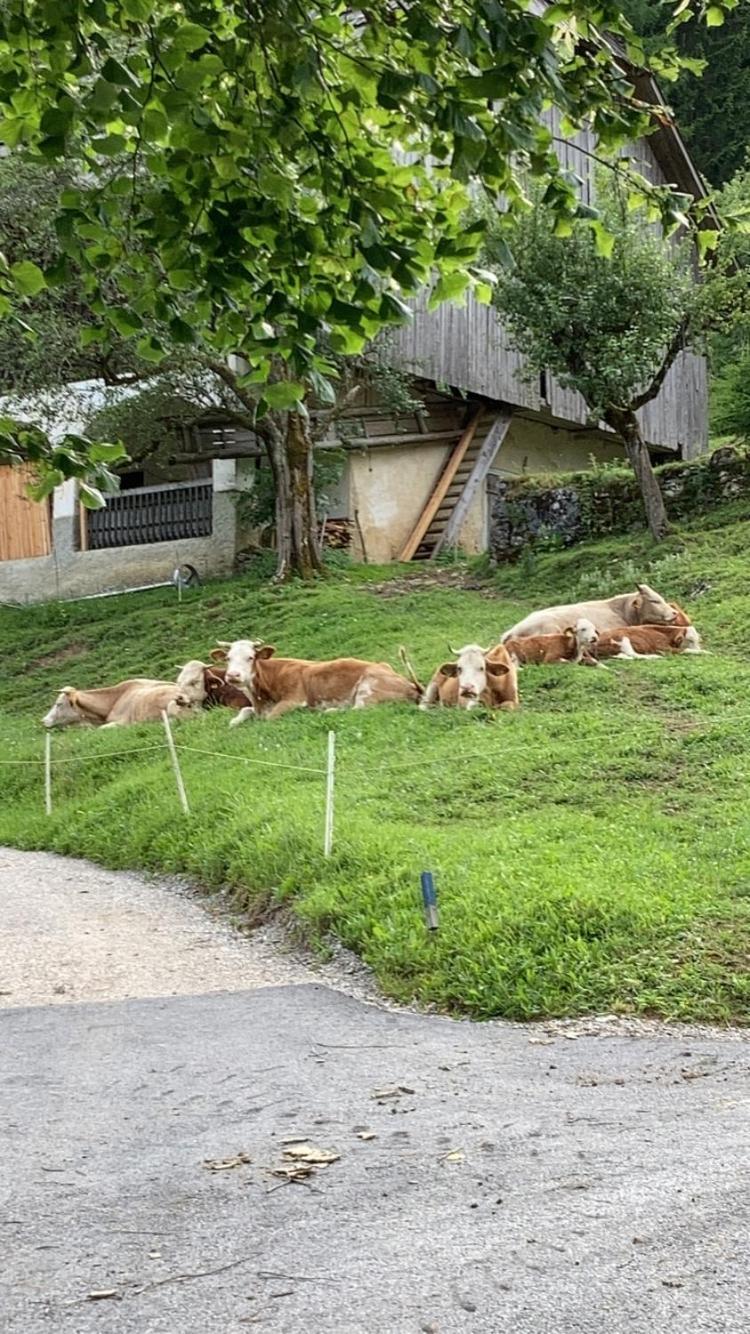 Tourist farm Gradišnik Lägenhet Solčava Exteriör bild