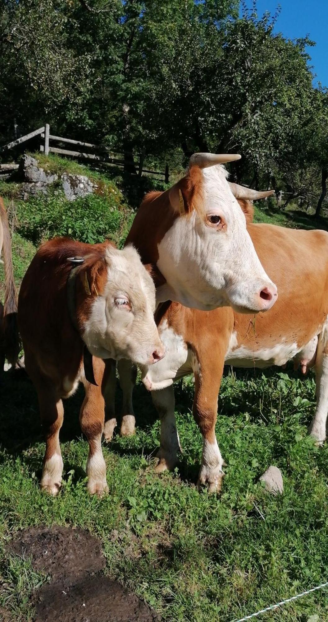 Tourist farm Gradišnik Lägenhet Solčava Exteriör bild